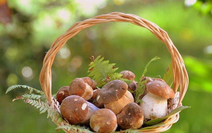 护肝如何补硒（硒含量高的食物）-硒宝网