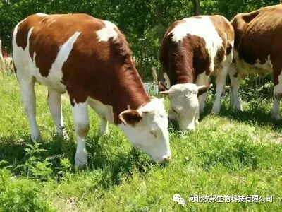 牛补硒的用量（?？笪镏嗜狈χ⒆醇霸し溃?硒宝网