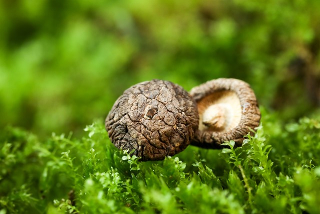 吃什么补硒药（硒与心脏病关系）-硒宝网