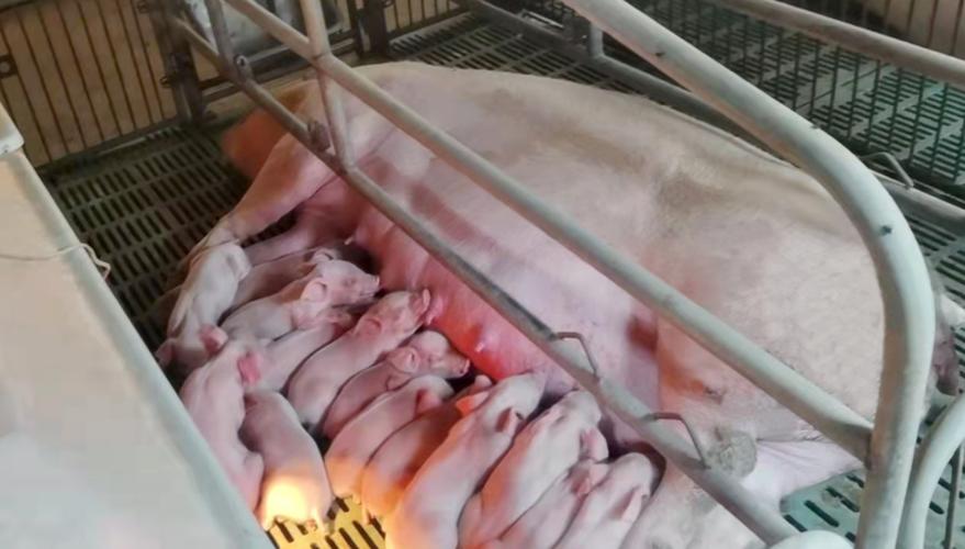 小猪仔补硒吐（母猪产房管理）-硒宝网