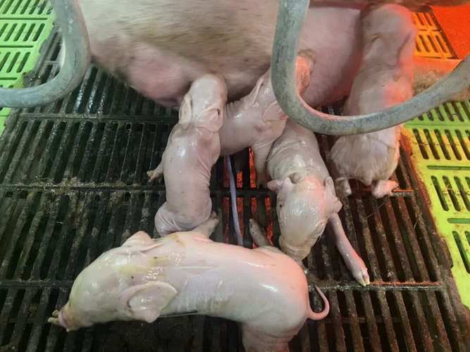 小猪仔补硒吐（母猪产房管理）-硒宝网