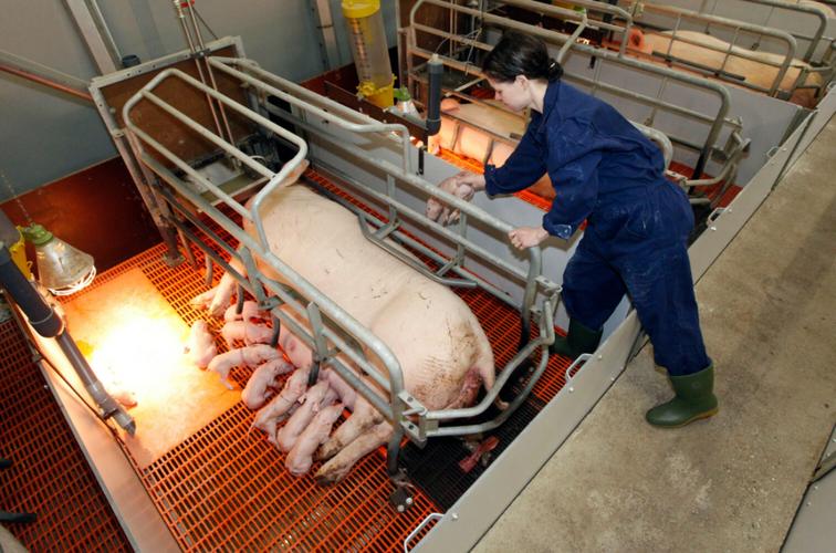 小猪仔补硒吐（母猪产房管理）-硒宝网