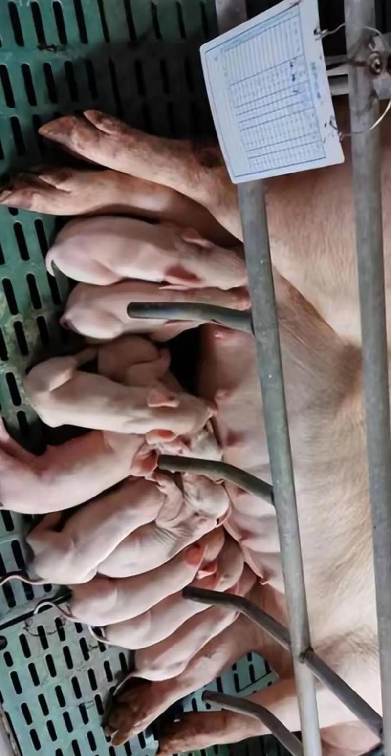 小猪仔补硒吐（母猪产房管理）-硒宝网