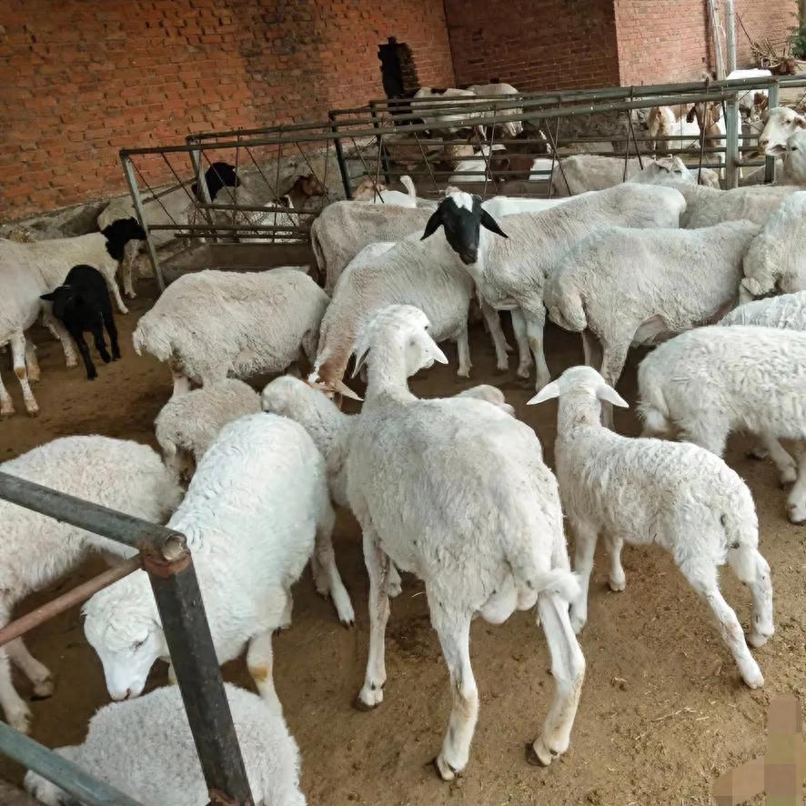 羊缺硒如何补（羊群健康增重方法）-硒宝网