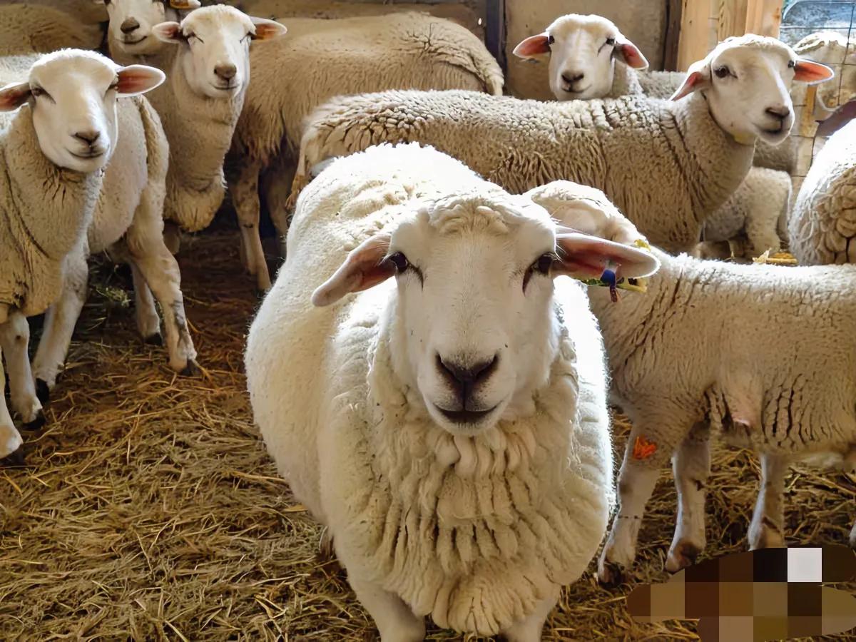 羊缺硒如何补（羊群健康增重方法）-硒宝网