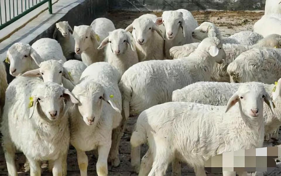 羊缺硒如何补（羊群健康增重方法）-硒宝网