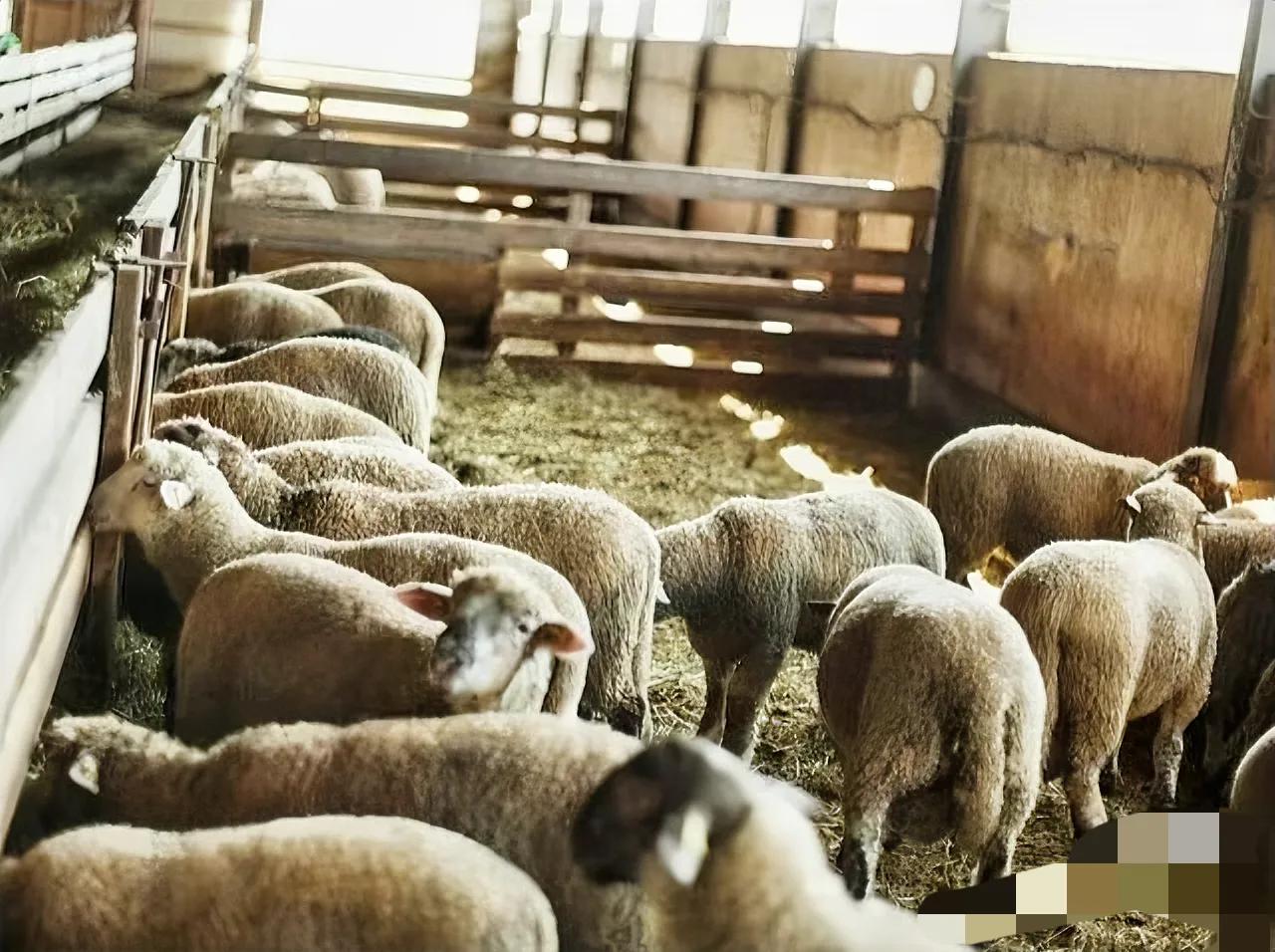 羊缺硒如何补（羊群健康增重方法）-硒宝网