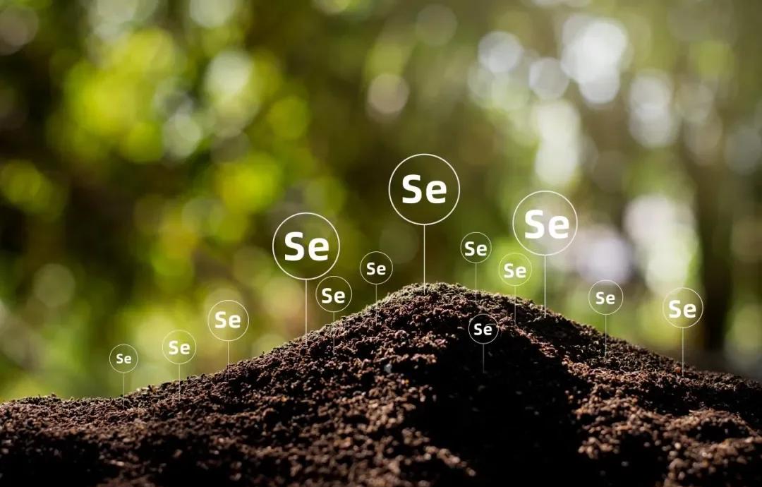 肺癌可补硒吗（天然硒库巴西坚果）-硒宝网