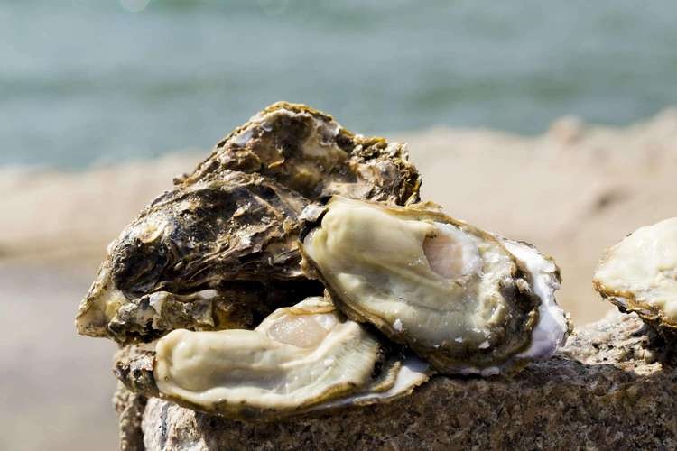 肺癌可补硒吗(硒的重要性及食物来源)-硒宝网