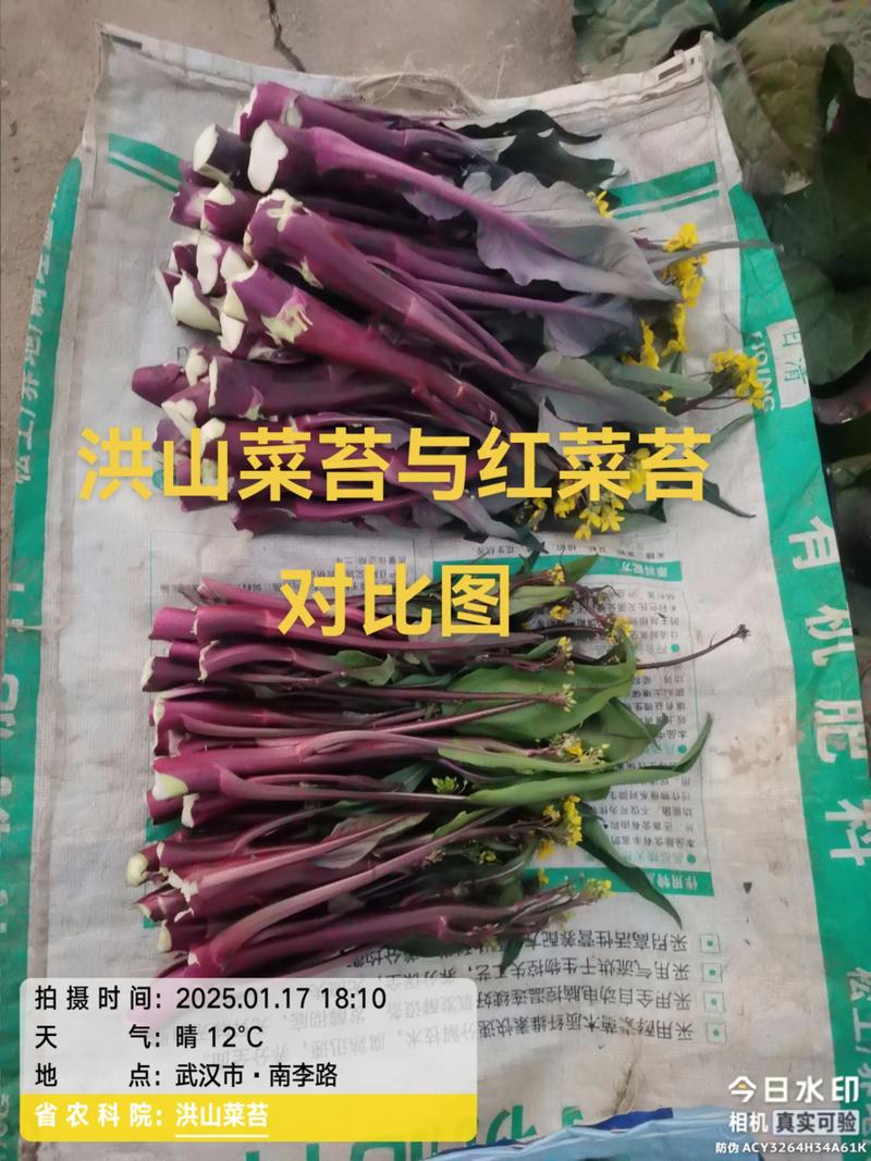 紫菜能补硒吗（红菜薹与洪山菜薹的区别）-硒宝网